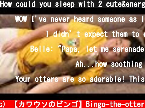 How could you sleep with 2 cute&energetic otters around you  (c) 【カワウソのビンゴ】Bingo-the-otter