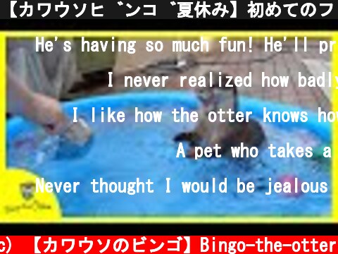【カワウソビンゴ夏休み】初めてのプールで大はしゃぎ！(Otter Bingo’s summer vacation) Having fun swimming in the pool  (c) 【カワウソのビンゴ】Bingo-the-otter