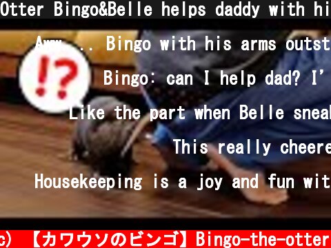 Otter Bingo&Belle helps daddy with his house chore  (c) 【カワウソのビンゴ】Bingo-the-otter