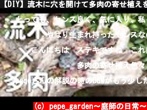 【DIY】流木に穴を開けて多肉の寄せ植えをする。ただそれだけの動画  (c) pepe_garden〜庭師の日常〜