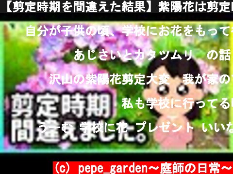 【剪定時期を間違えた結果】紫陽花は剪定時期がとっても重要！今年は壊滅的でした。  (c) pepe_garden〜庭師の日常〜