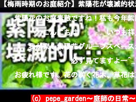 【梅雨時期のお庭紹介】紫陽花が壊滅的状況です。みなさんも剪定時期にはご注意ください！  (c) pepe_garden〜庭師の日常〜