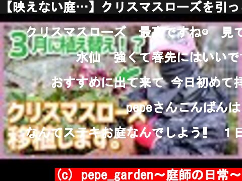【映えない庭…】クリスマスローズを引っこ抜いて、水仙を移植してみました！  (c) pepe_garden〜庭師の日常〜