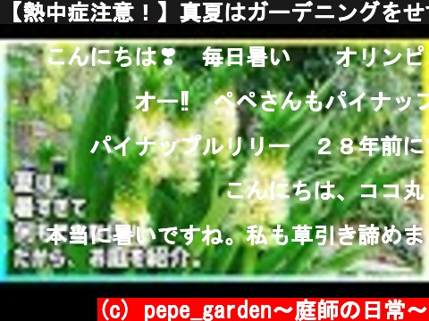 【熱中症注意！】真夏はガーデニングをせず、お家でゆっくりしましょう。ペペガーデンは草間みれですが、秋のプランを考えています！  (c) pepe_garden〜庭師の日常〜