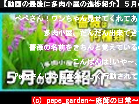【動画の最後に多肉小屋の進捗紹介】５月のお庭紹介。バラは蕾が膨らみ、宿根草が咲き始めました♪  (c) pepe_garden〜庭師の日常〜
