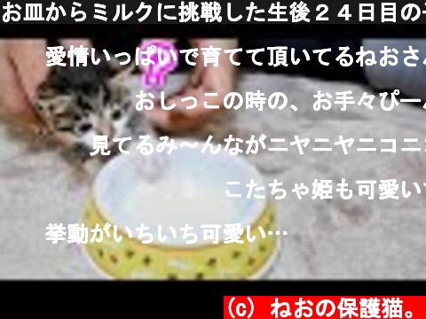 お皿からミルクに挑戦した生後２４日目の子猫が大変なことに...【保護猫】  (c) ねおの保護猫。