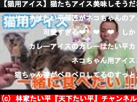 【猫用アイス】猫たちアイス美味しそうだな  (c) 林家たい平『天下たい平』チャンネル