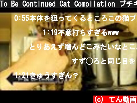 To Be Continued Cat Compilation ブチギレ狂暴猫ver. part2  (c) てん動画