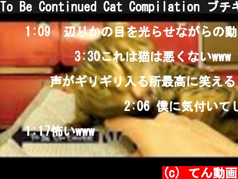 To Be Continued Cat Compilation ブチギレ狂暴猫ver. part3  (c) てん動画