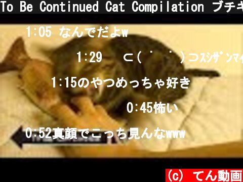 To Be Continued Cat Compilation ブチギレ狂暴猫ver.  (c) てん動画