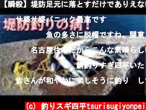 【瞬殺】堤防足元に落とすだけでありえないほどよく釣れる(463話目)  (c) 釣りスギ四平tsurisugiyonpei