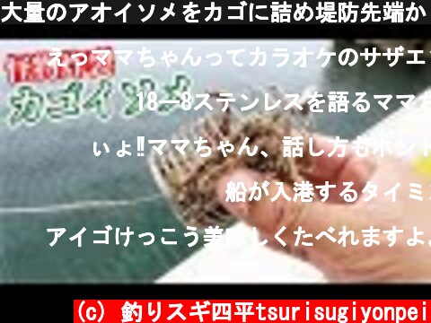 大量のアオイソメをカゴに詰め堤防先端から投入したら化物がきた！！！  (c) 釣りスギ四平tsurisugiyonpei