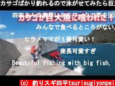 カサゴばかり釣れるので泳がせてみたら巨大魚が喰いついてきた！  (c) 釣りスギ四平tsurisugiyonpei