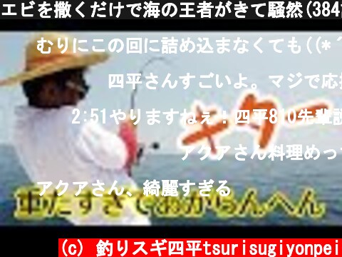 エビを撒くだけで海の王者がきて騒然(384話目)  (c) 釣りスギ四平tsurisugiyonpei