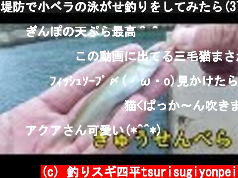 堤防で小ベラの泳がせ釣りをしてみたら(379話目)  (c) 釣りスギ四平tsurisugiyonpei