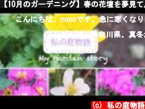 【10月のガーデニング】春の花壇を夢見て/購入した花苗の植え込み/こぼれ種のノースポール  (c) 私の庭物語