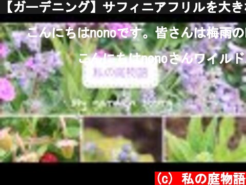 【ガーデニング】サフィニアフリルを大きな鉢に植え替え/倒れたブルーキャットミントに紐掛け/ワイルドストロベリーのジャム作り/梅雨時期の庭仕事  (c) 私の庭物語