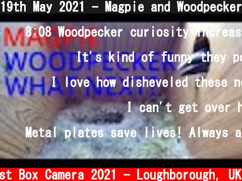 19th May 2021 - Magpie and Woodpecker peril! - Blue tit nest box live camera highlights  (c) Live Nest Box Camera 2021 - Loughborough, UK