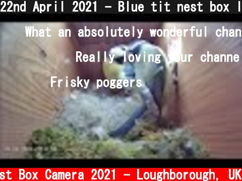 22nd April 2021 - Blue tit nest box live camera highlights  (c) Live Nest Box Camera 2021 - Loughborough, UK