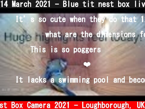 14 March 2021 - Blue tit nest box live camera highlights  (c) Live Nest Box Camera 2021 - Loughborough, UK