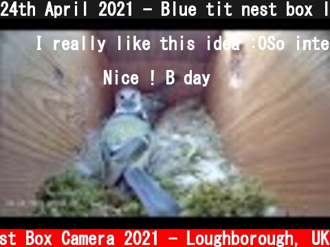 24th April 2021 - Blue tit nest box live camera highlights  (c) Live Nest Box Camera 2021 - Loughborough, UK