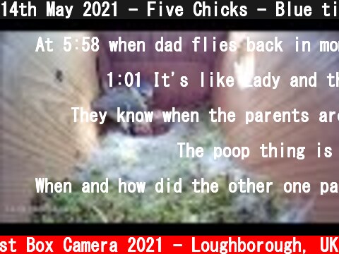 14th May 2021 - Five Chicks - Blue tit nest box live camera highlights  (c) Live Nest Box Camera 2021 - Loughborough, UK