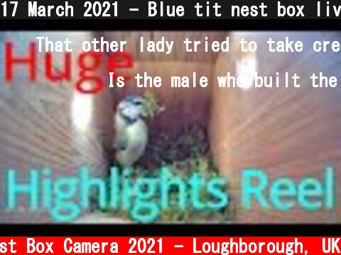 17 March 2021 - Blue tit nest box live camera highlights  (c) Live Nest Box Camera 2021 - Loughborough, UK