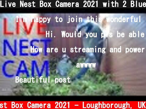 Live Nest Box Camera 2021 with 2 Blue tit chicks - Loughborough, UK Live Stream  (c) Live Nest Box Camera 2021 - Loughborough, UK