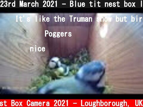23rd March 2021 - Blue tit nest box live camera highlights  (c) Live Nest Box Camera 2021 - Loughborough, UK