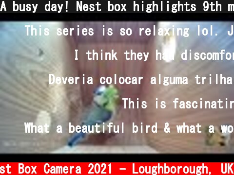 A busy day! Nest box highlights 9th march  (c) Live Nest Box Camera 2021 - Loughborough, UK