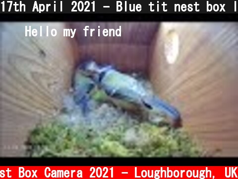 17th April 2021 - Blue tit nest box live camera highlights  (c) Live Nest Box Camera 2021 - Loughborough, UK