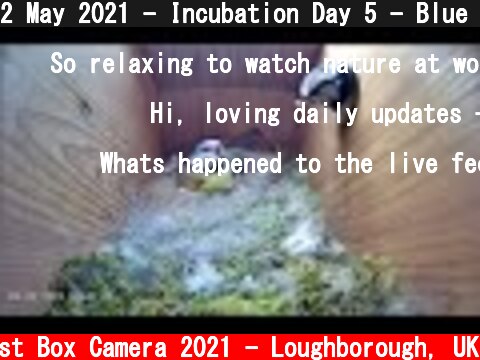 2 May 2021 - Incubation Day 5 - Blue tit nest box live camera highlights  (c) Live Nest Box Camera 2021 - Loughborough, UK