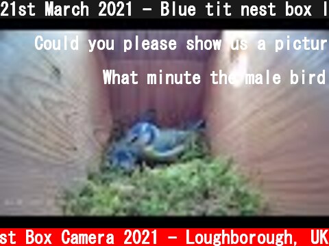 21st March 2021 - Blue tit nest box live camera highlights  (c) Live Nest Box Camera 2021 - Loughborough, UK