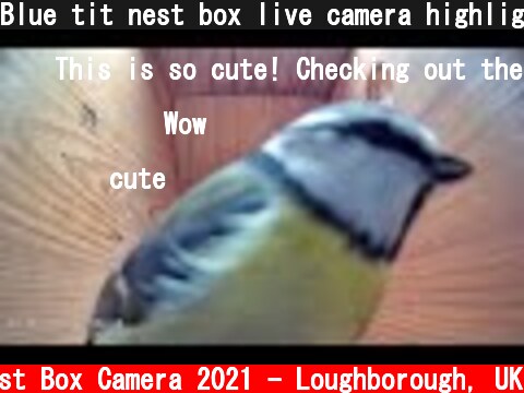 Blue tit nest box live camera highlights 13 March 2021  (c) Live Nest Box Camera 2021 - Loughborough, UK