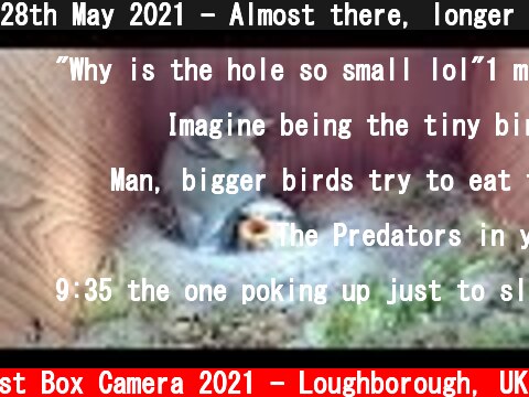 28th May 2021 - Almost there, longer video - Blue tit nest box live camera highlights  (c) Live Nest Box Camera 2021 - Loughborough, UK