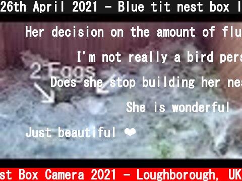 26th April 2021 - Blue tit nest box live camera highlights  (c) Live Nest Box Camera 2021 - Loughborough, UK