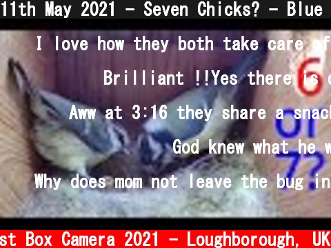 11th May 2021 - Seven Chicks? - Blue tit nest box live camera highlights  (c) Live Nest Box Camera 2021 - Loughborough, UK