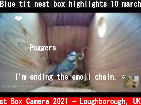 Blue tit nest box highlights 10 march 2021  (c) Live Nest Box Camera 2021 - Loughborough, UK