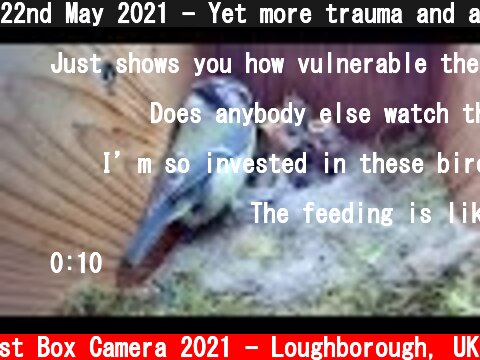 22nd May 2021 - Yet more trauma and a Cat attack - Blue tit nest box live camera highlights  (c) Live Nest Box Camera 2021 - Loughborough, UK