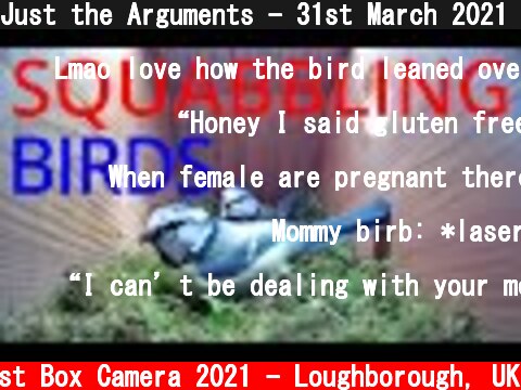 Just the Arguments - 31st March 2021 - short bonus video!  (c) Live Nest Box Camera 2021 - Loughborough, UK