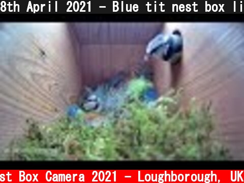 8th April 2021 - Blue tit nest box live camera highlights  (c) Live Nest Box Camera 2021 - Loughborough, UK