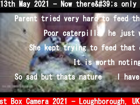 13th May 2021 - Now there's only six - Blue tit nest box live camera highlights  (c) Live Nest Box Camera 2021 - Loughborough, UK