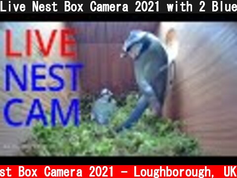 Live Nest Box Camera 2021 with 2 Blue tit chicks - Loughborough, UK Live Stream  (c) Live Nest Box Camera 2021 - Loughborough, UK