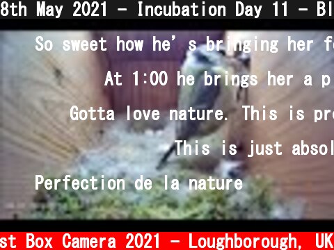 8th May 2021 - Incubation Day 11 - Blue tit nest box live camera highlights  (c) Live Nest Box Camera 2021 - Loughborough, UK