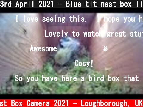 3rd April 2021 - Blue tit nest box live camera highlights  (c) Live Nest Box Camera 2021 - Loughborough, UK