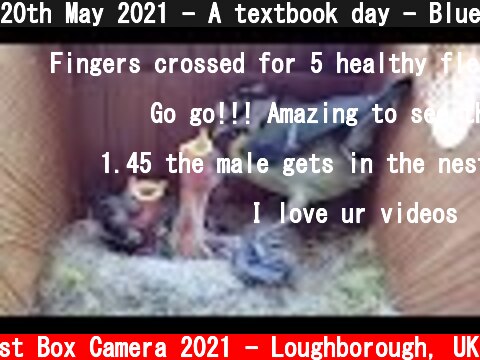 20th May 2021 - A textbook day - Blue tit nest box live camera highlights  (c) Live Nest Box Camera 2021 - Loughborough, UK