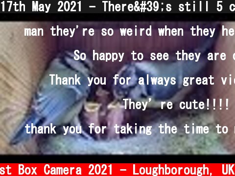 17th May 2021 - There's still 5 chicks - Blue tit nest box live camera highlights  (c) Live Nest Box Camera 2021 - Loughborough, UK