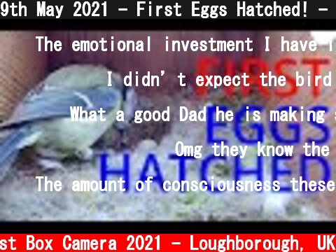 9th May 2021 - First Eggs Hatched! - Blue tit nest box live camera highlights  (c) Live Nest Box Camera 2021 - Loughborough, UK