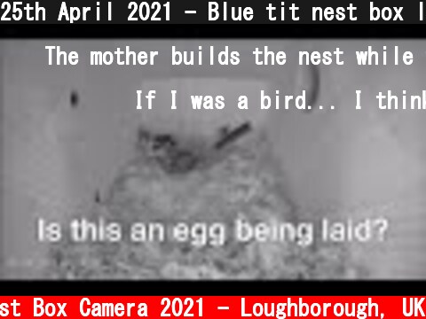 25th April 2021 - Blue tit nest box live camera highlights  (c) Live Nest Box Camera 2021 - Loughborough, UK