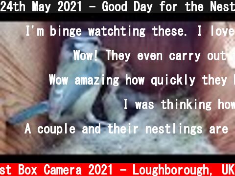 24th May 2021 - Good Day for the Nest Box - Blue tit nest box live camera highlights  (c) Live Nest Box Camera 2021 - Loughborough, UK